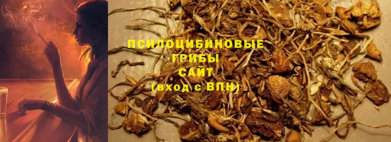 Псилоцибиновые грибы GOLDEN TEACHER  Струнино 